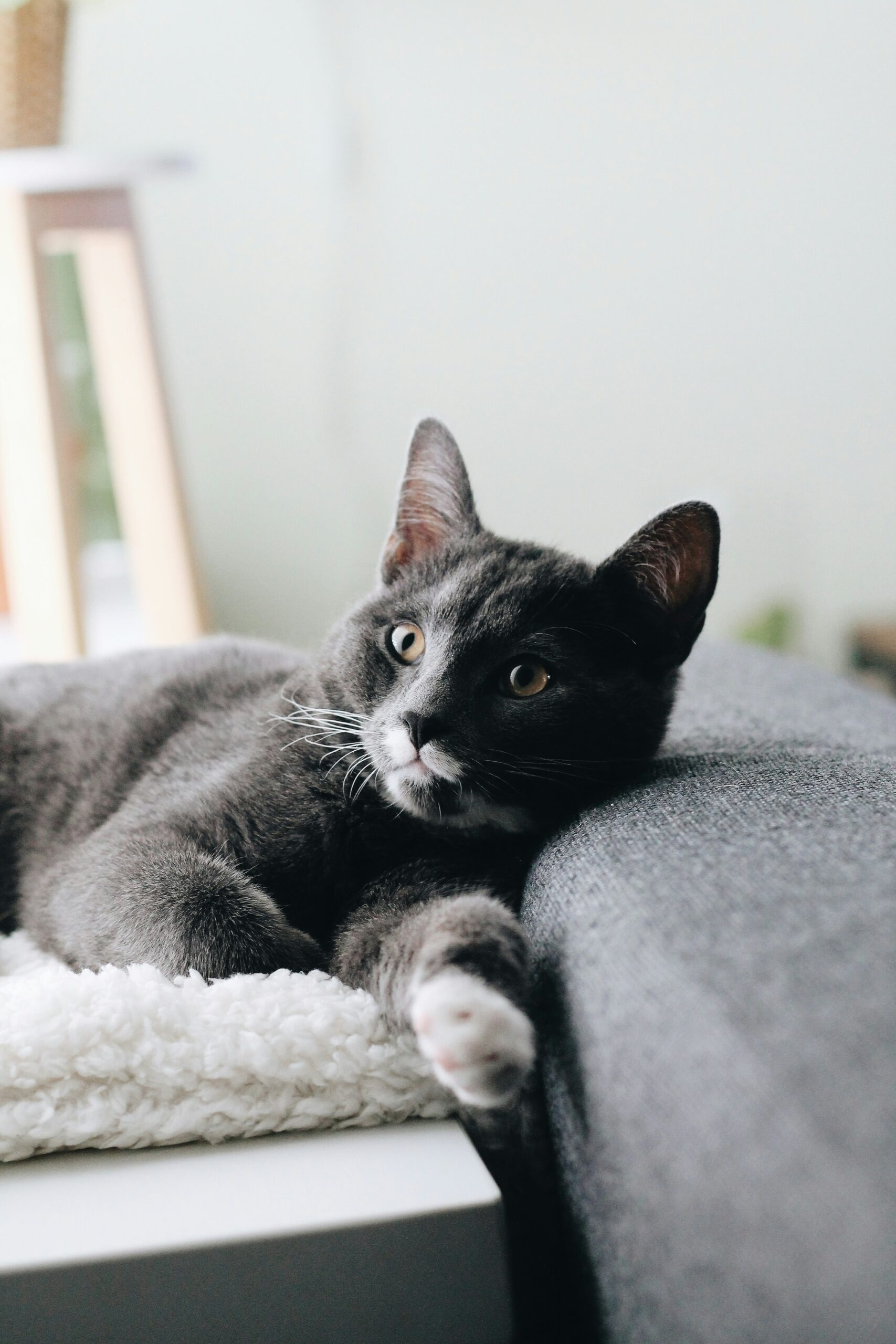 black and white cat on gray textile